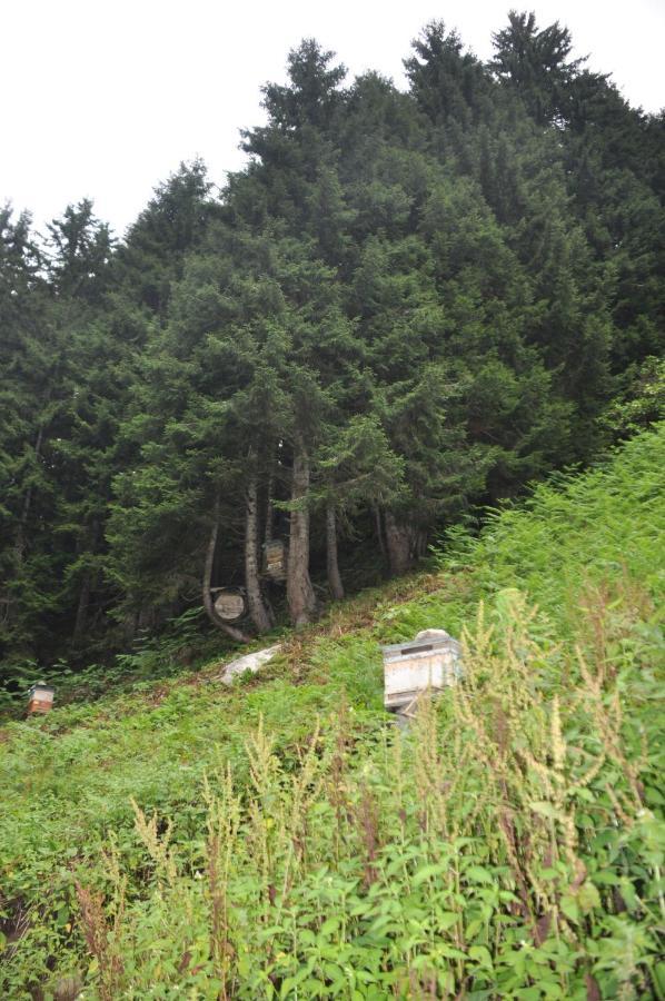 Lorant dağ evleri Otel Çamlıhemşin Dış mekan fotoğraf